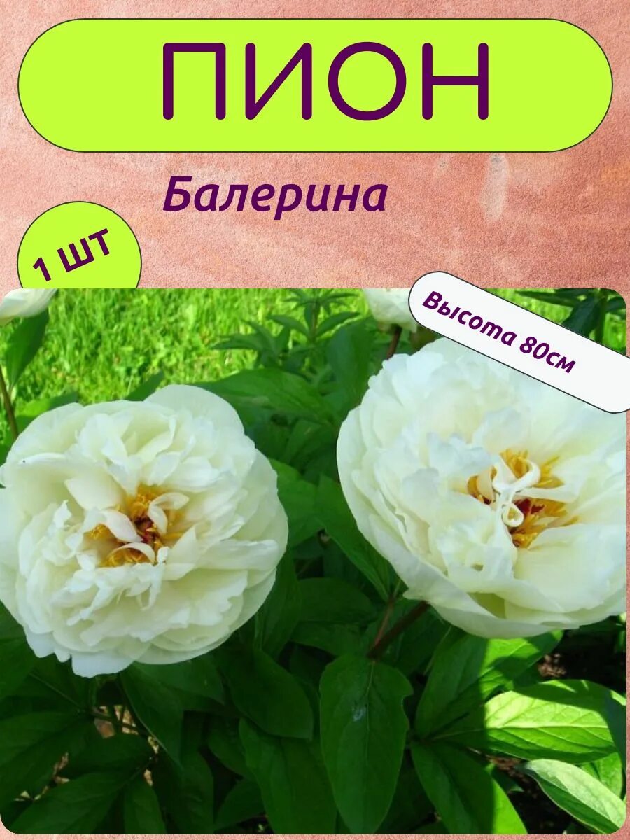 Пион прима балерина фото и описание Пион саженцы, многолетние цветы Сад цветов 225055253 купить за 526 ₽ в интернет-