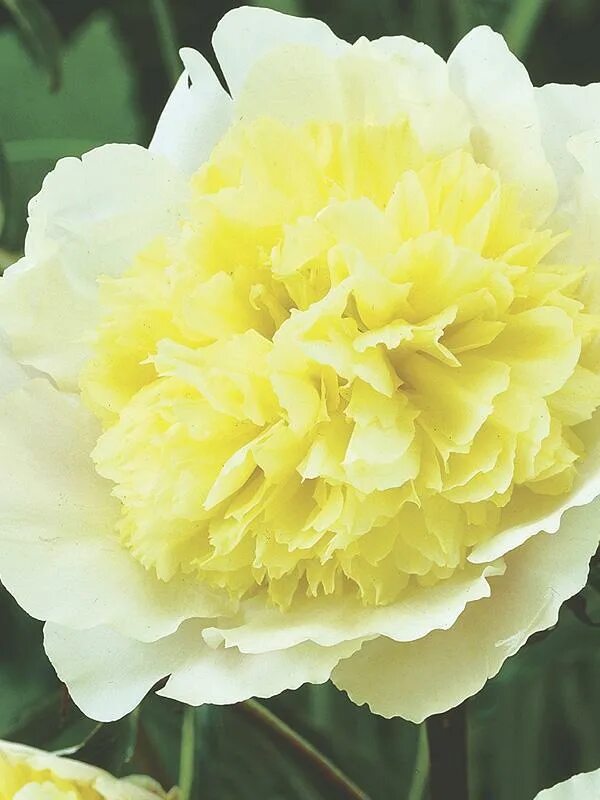Пион примавера фото и описание Пион молочноцветковый Paeonia Lactiflora (D) "Primevere" : С5