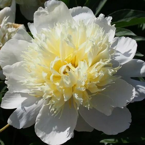 Пион примавера фото и описание сорта Paeonia 'Primevère'