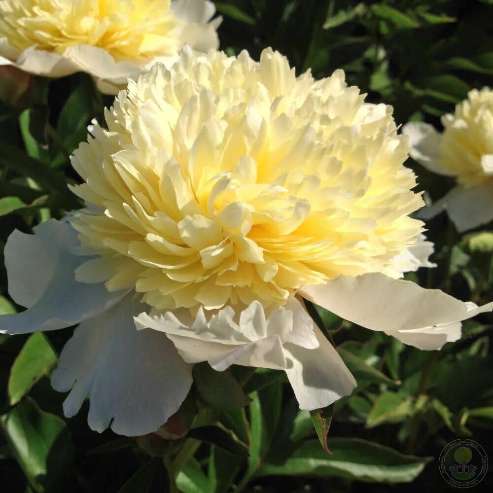 Пион примавера фото и описание сорта Пион Примавера (Paeonia Primevere) купить в Москве по низкой цене из питомника, 