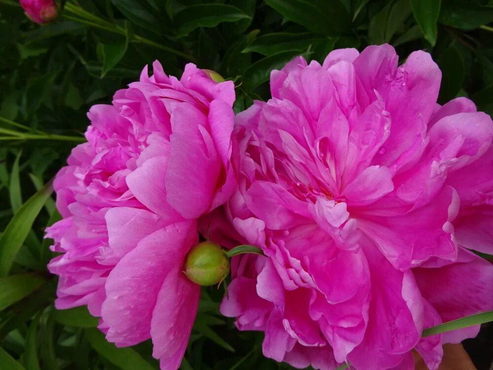Пион принцесса маргарет фото ᐅ Пион "Принцесса Маргарет" (Paeonia "Princess Margaret") купить по цене произво