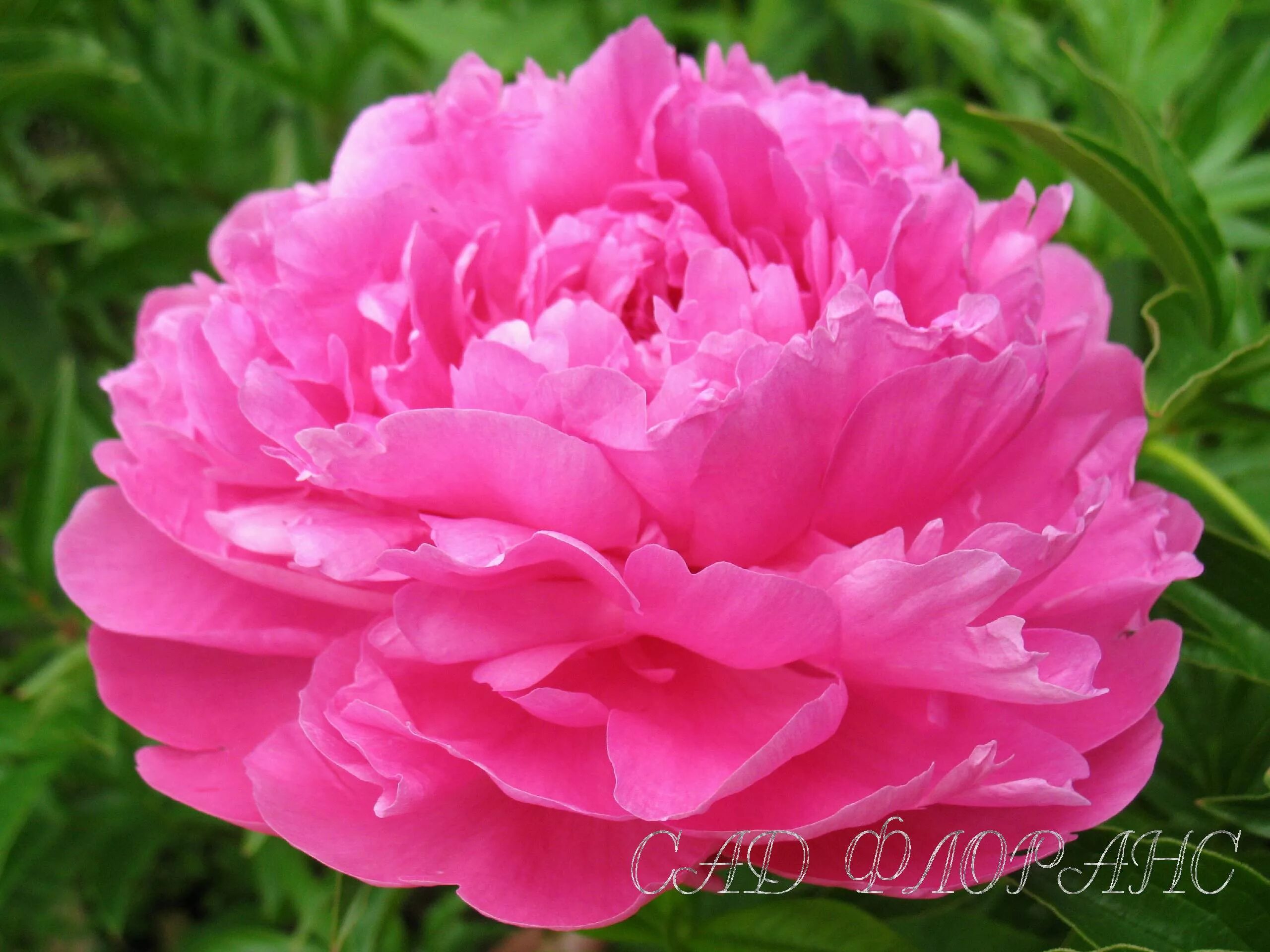 Пион принцесса маргарет фото Сад Флоранс - Пионы - (Paeonia)