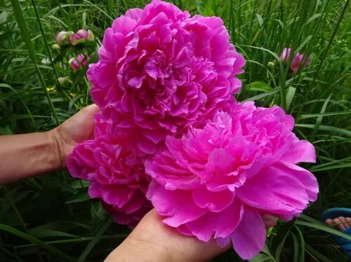 Пион принцесса маргарет фото и описание Paeonia Princess Margaret. КФХ
