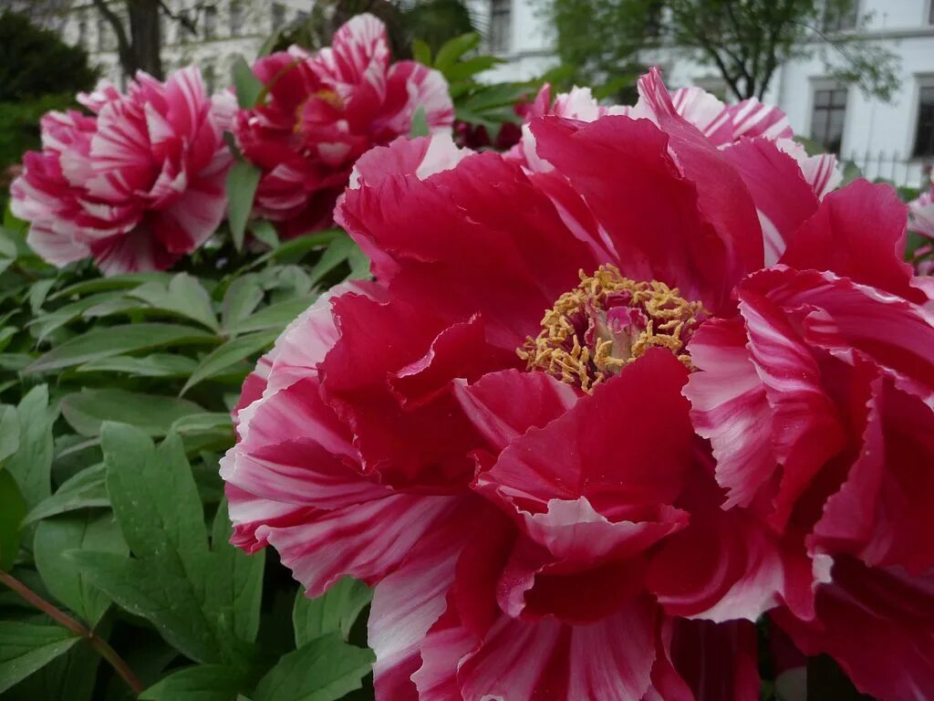 Пион просп ленина 85 фото Пион древовидный Flowers, Plants, Garden