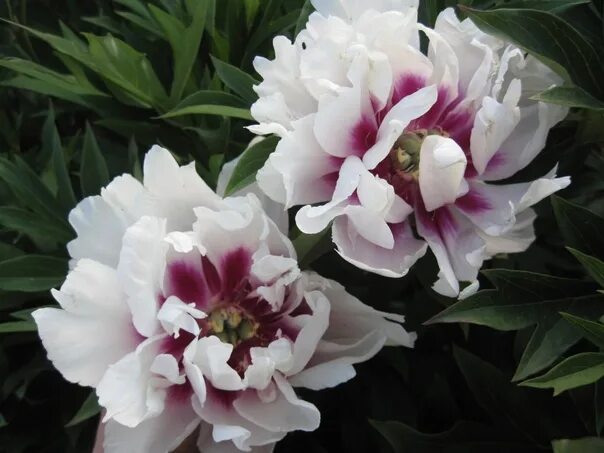 Пион просп ленина 85 фото Пион-ИТО Кора Луиза (Paeonia Itoh Cora Louise) 2020 ЦветолюБ ВКонтакте