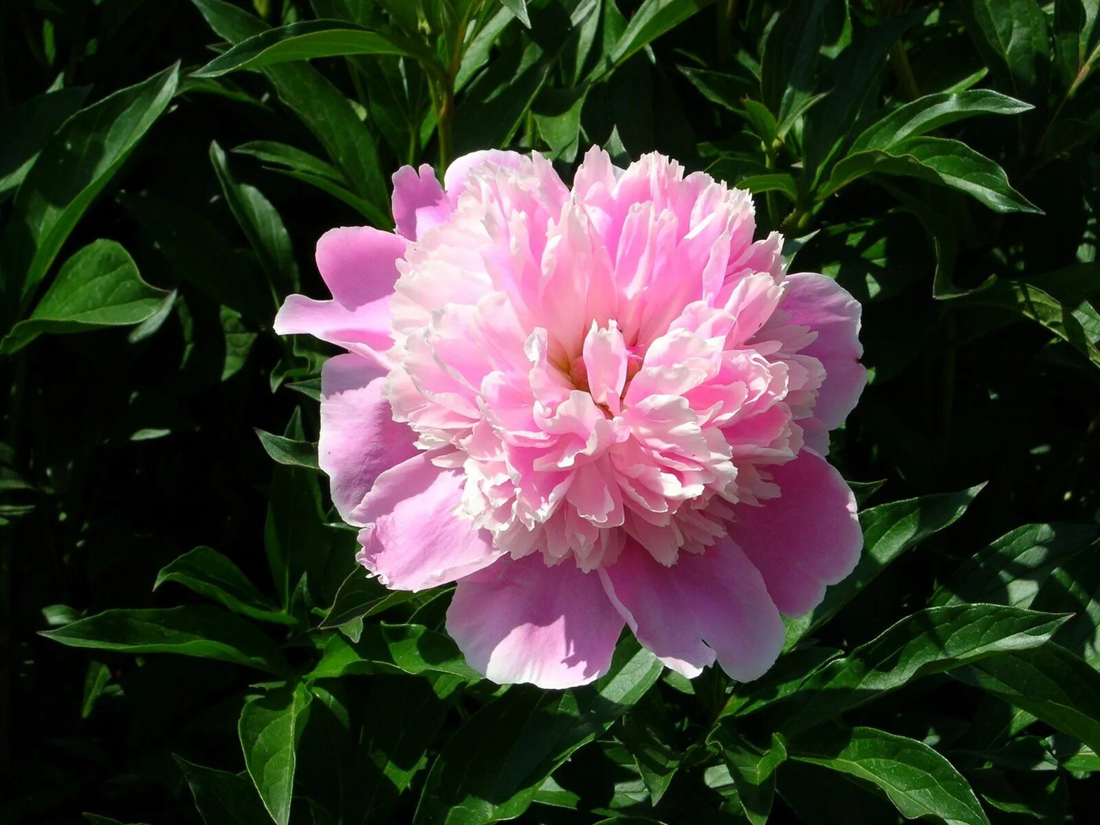 Пион просп ленина 85 фото what type of flower is this?? Flowers, Types of flowers, Flower pictures