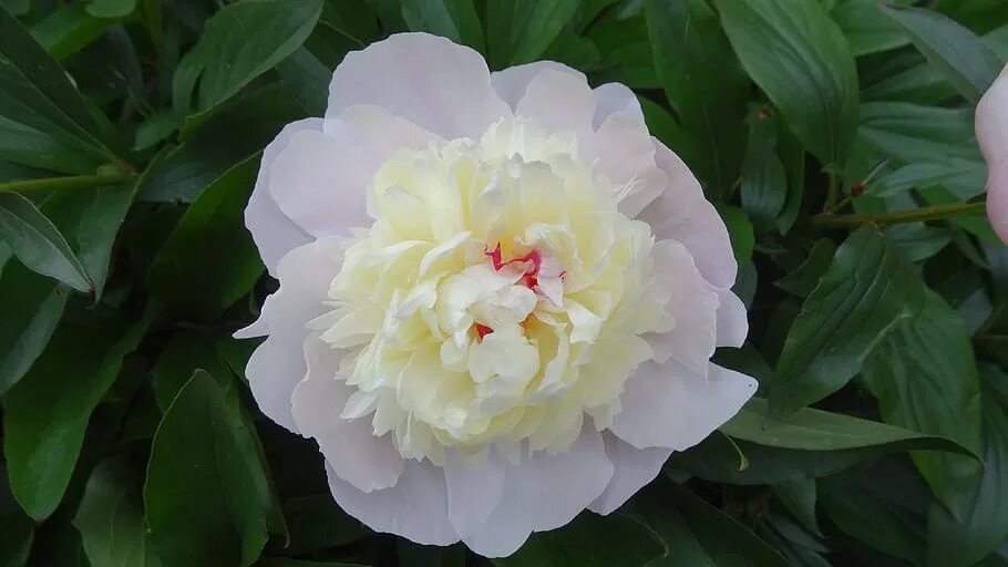 Пион рапсодия фото peony, menanam, alam, bunga, daun, taman, dekat, mekar Piqsels