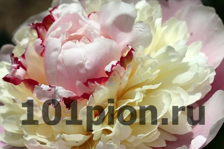 Пион рапсодия фото и описание Купить пион травянистый Rhapsody / Пион Рапсоди в интернет-магазине 101 Пион. До