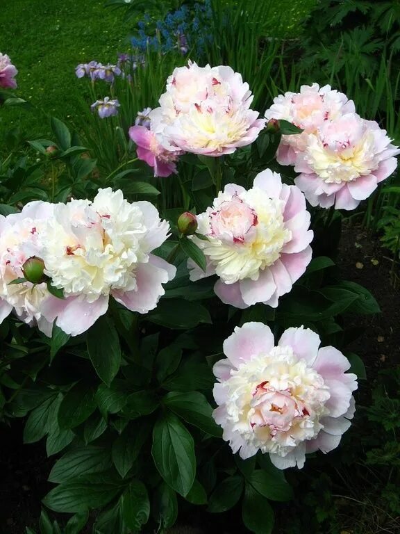 Пион рапсодия фото и описание ПИОНЫ PEONIA - рапсодия Пионы, Цветы