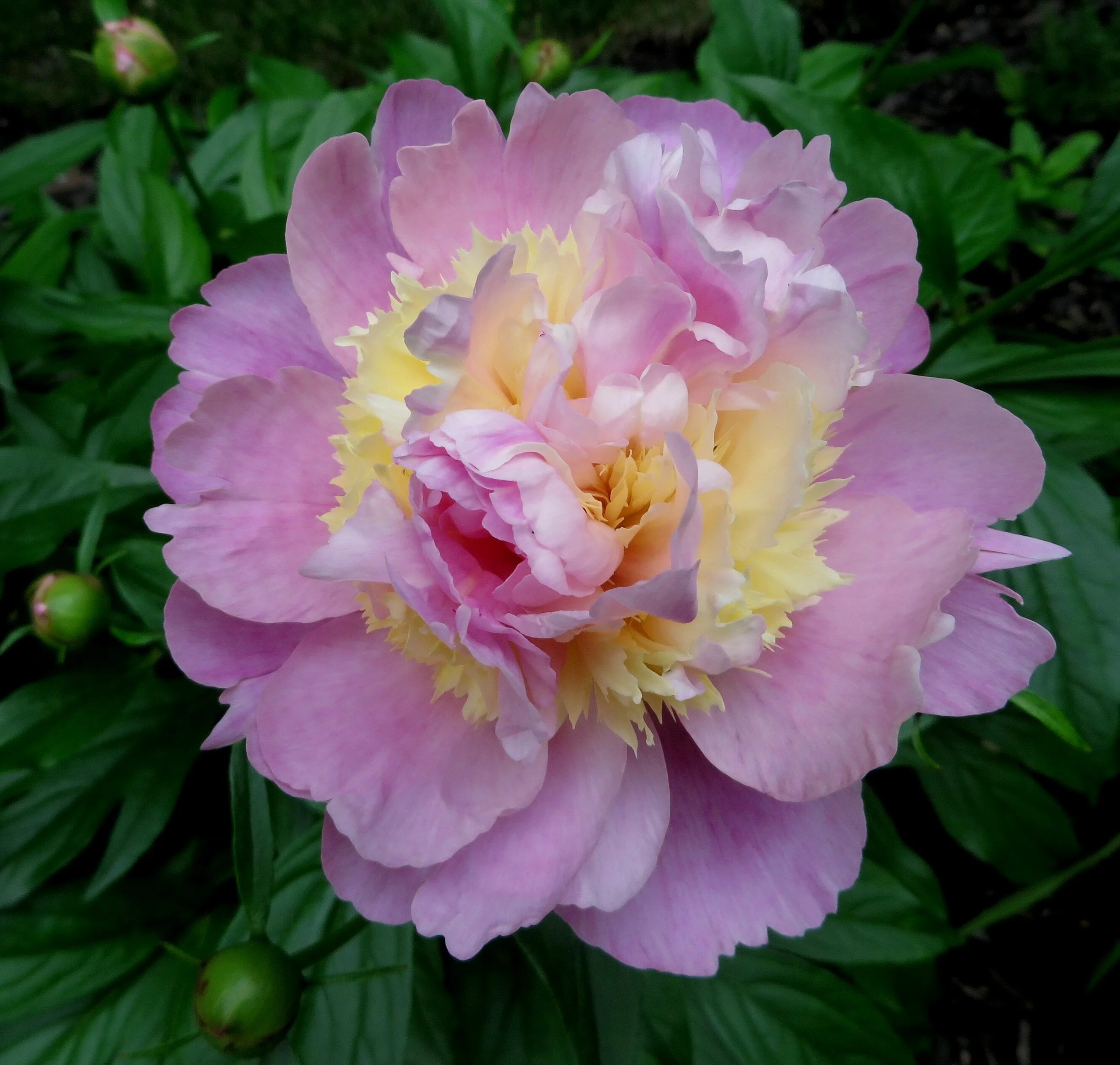 Пион расбери сандей фото Raspberry Sundae Peony June 2014 Fragrant plant, Bulb flowers, Spring plants