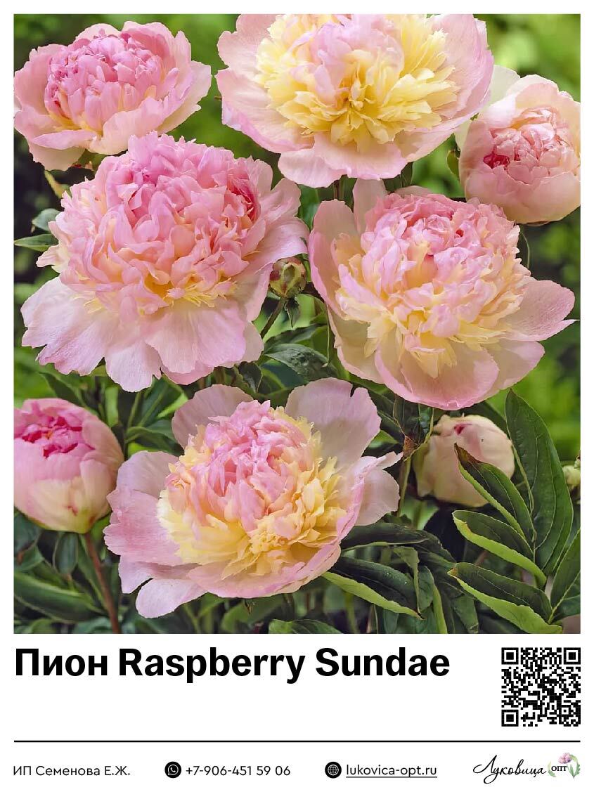 Пион расбери сандей фото Пион raspberry sundae - fashionista-love.com