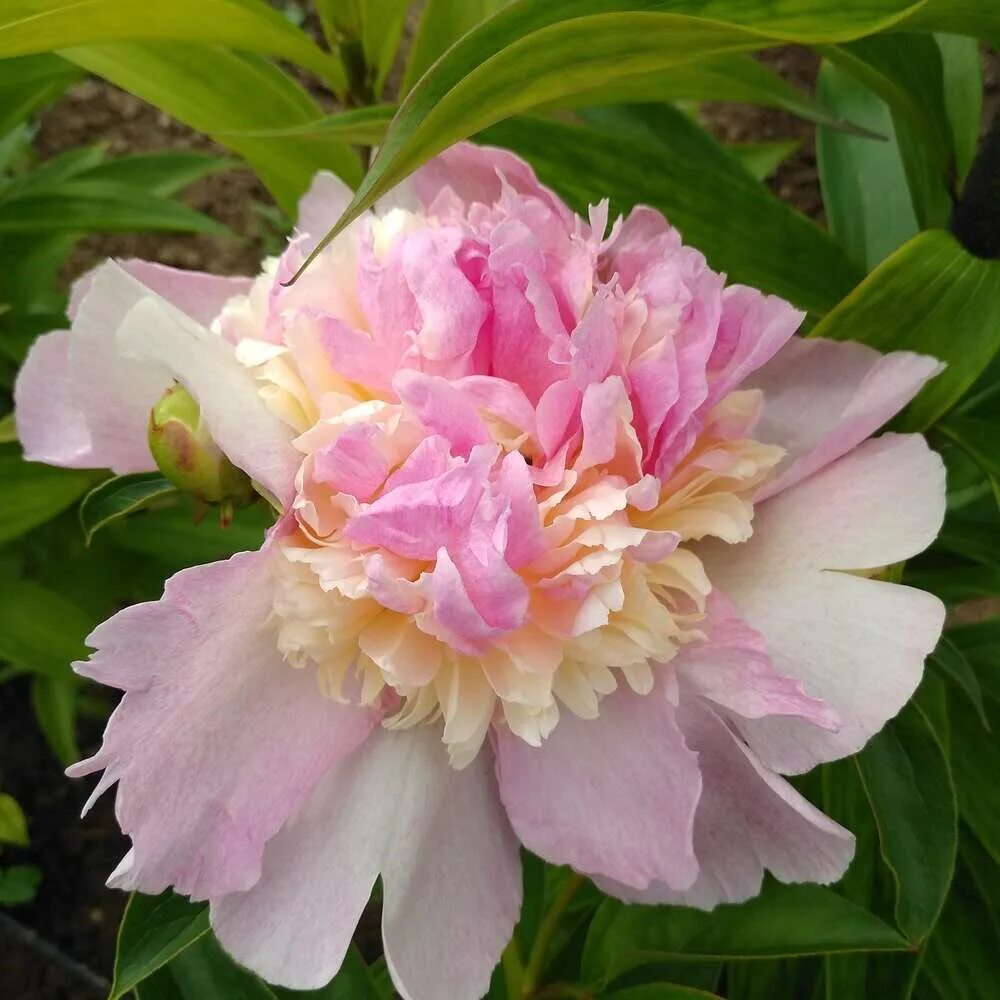 Пион расбери сандей фото Пион Распберри Сандей (Paeonia Raspberry Sundae) купить в Москве по низкой цене 
