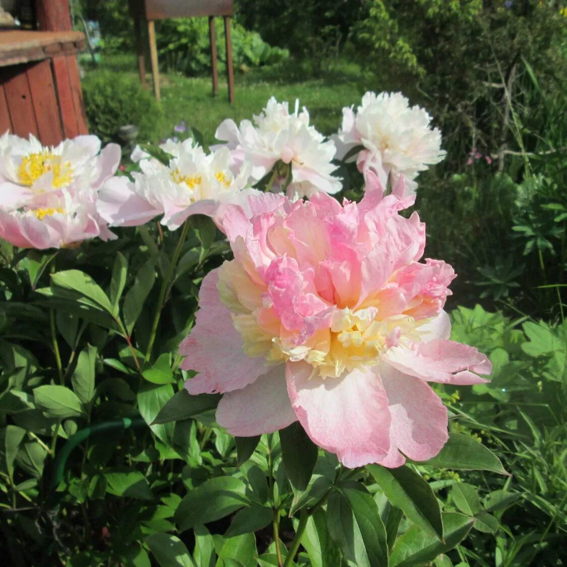 Пион расбери сандей фото Купить Пион Молочноцветковый Raspberry Sundae - Пион - GardenPlants
