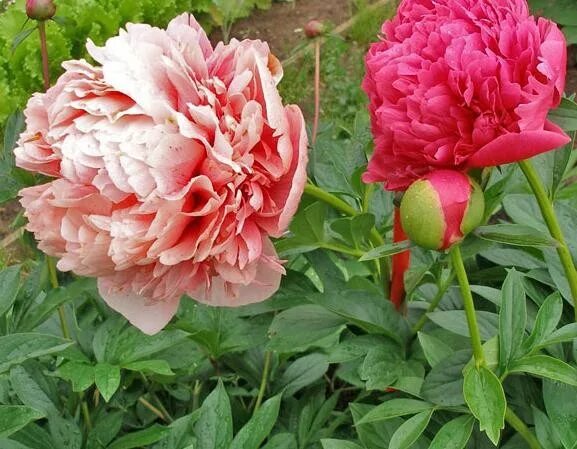 Пион распберри роуз фото Пион Glowing Raspberry Rose в наличии низкая цена - саженцы, описание, отзывы, ф