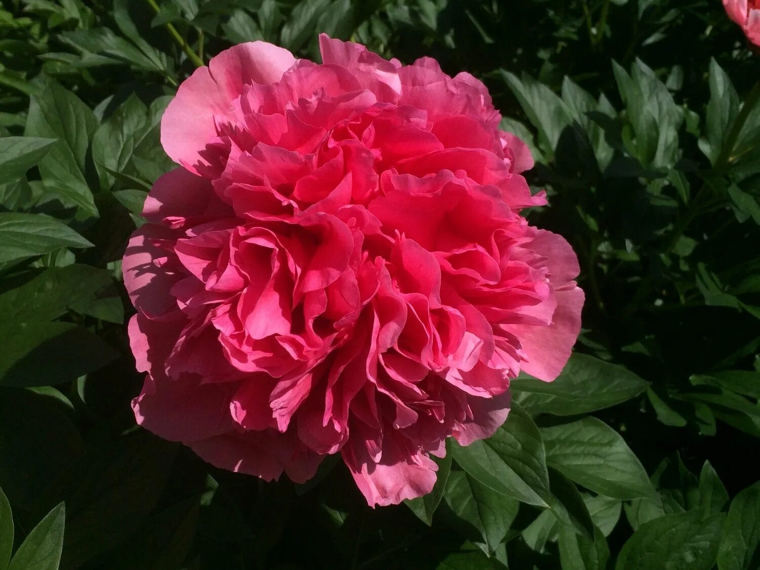 Пион распберри роуз фото Пион Глоуинг Распберри Роуз (Glowing Raspberry Rose): фото, описание, посадка и 