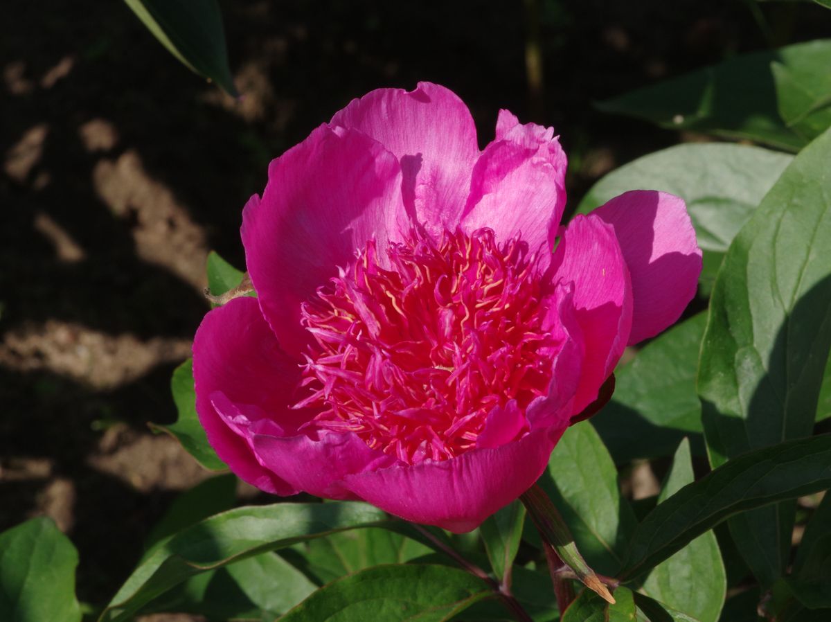 Пион распберри роуз фото Glowing raspberry rose: найдено 88 картинок