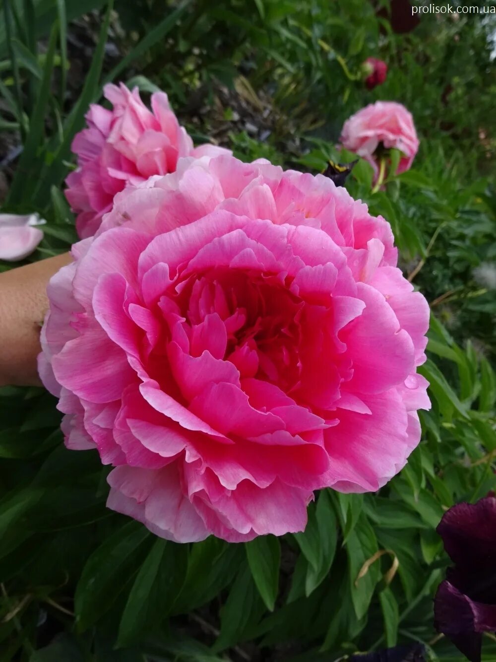 Пион распберри роуз фото и описание ᐅ Пион "Роуз Харт" (Paeonia "Rose Heart") купить по цене производителя ✓ доставк