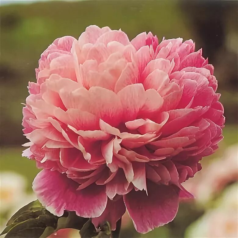 Пион распберри роуз фото и описание Peony 'Glowing Raspberry' Peonies garden, Flowers, Peonies