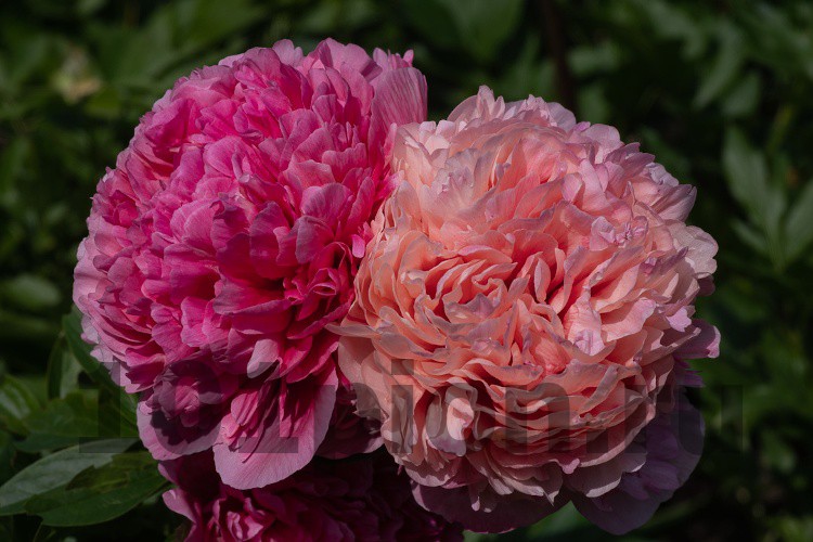 Пион распберри роуз фото и описание Купить пион травянистый Glowing Raspberry Rose / Пион Глоуинг Распберри роуз в и