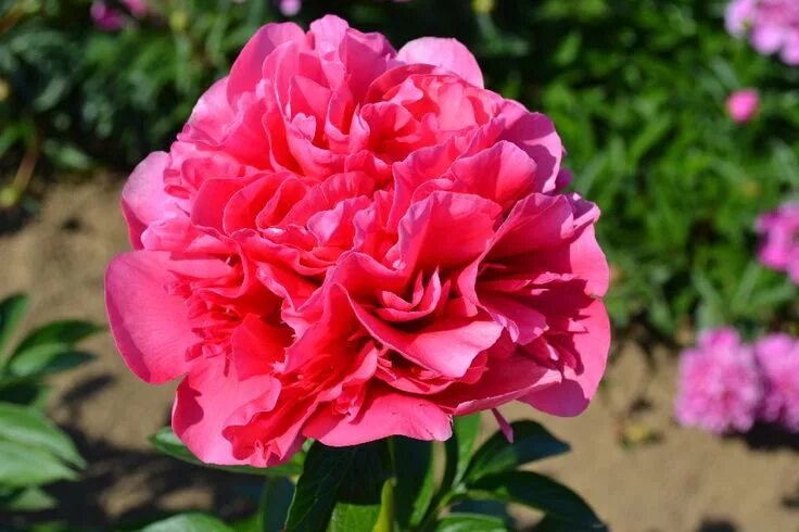 Пион распберри роуз фото и описание Hybriden Flower identification, Flowers, Beautiful flowers