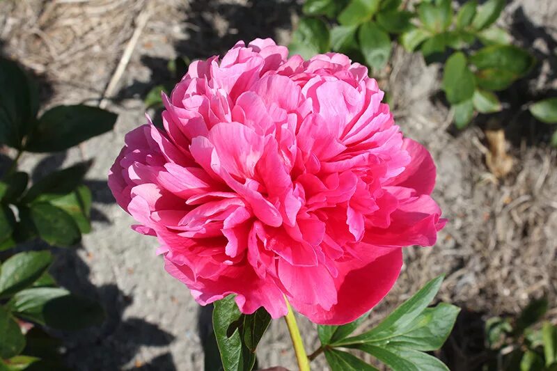 Пион распберри роуз фото и описание Paeonia Glowing Raspberry Rose Пион Глоуинг Распберри Роуз