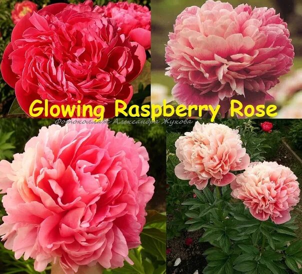 Пион распберри роуз фото и описание Glowing raspberry rose: найдено 88 картинок