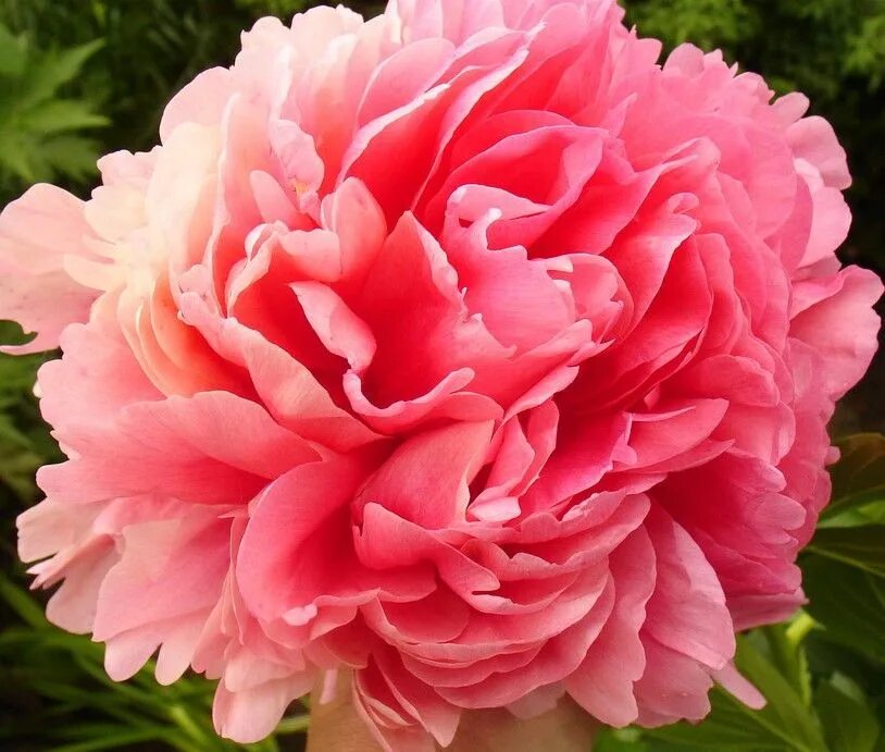 Пион распберри роуз фото и описание Glowing Raspberry Rose Цветы из Европейской долины Пионы, Цветы и Картинки