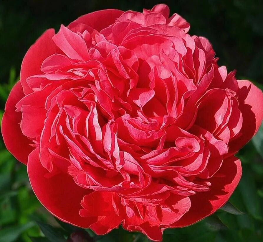 Пион распберри роуз фото и описание пион GLOWING RASPBERRY ROSE, пион ГЛОУИНГ РАЗБЕРРИ РОУЗ, пион Глоуинг Распберри 