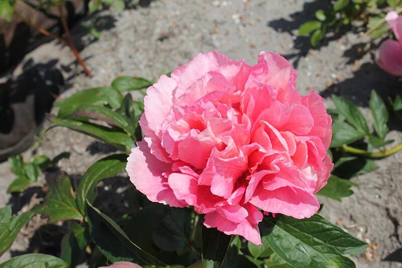Пион распберри роуз фото и описание Paeonia Glowing Raspberry Rose Пион Глоуинг Распберри Роуз