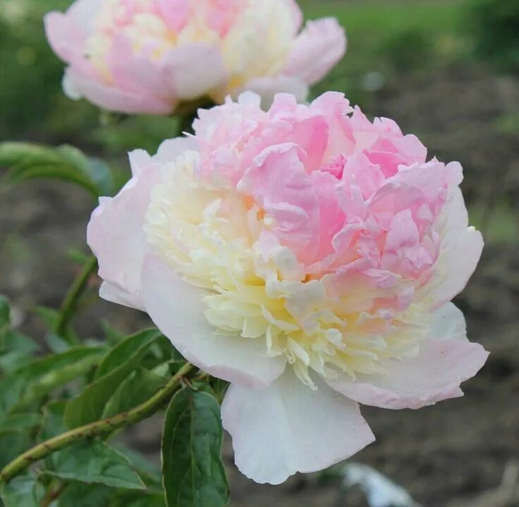 Пион распберри сандей фото и описание Peony, "Raspberry Sundae" Peonies garden, Peonies, Flowering trees