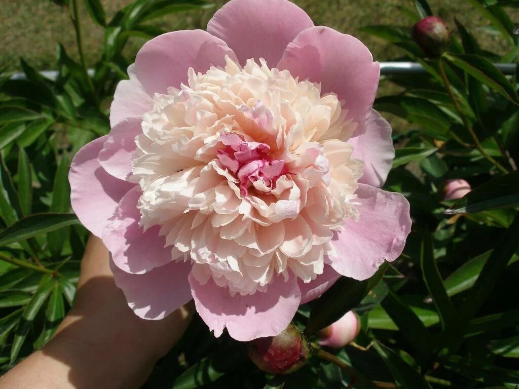 Пион распберри сандей фото и описание Пион Распберри Сандэй (Paeonia Raspberry Sundae) купить в Новосибирске - Калина 