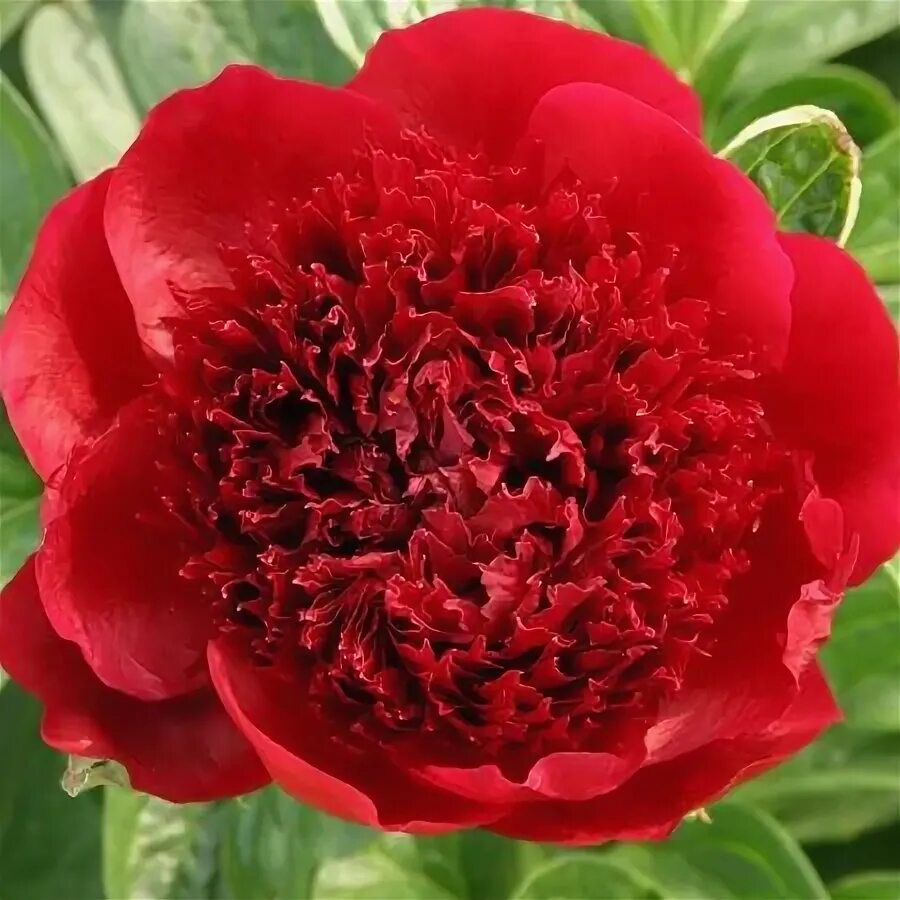 Пион ред чарм фото Пион молочноцветковый Red Charm (Ред Чарм) Купить Пион молочноцветковый Red Char