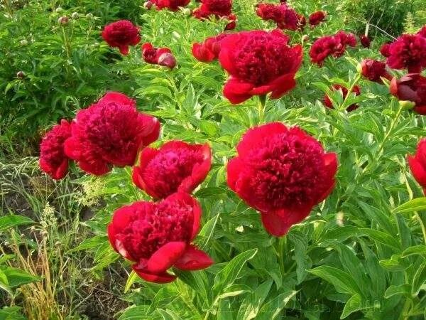 Пион ред чарм фото Півонія Ред Шарм (Red Charm) - догляд в домашніх умовах - Поради дачникам