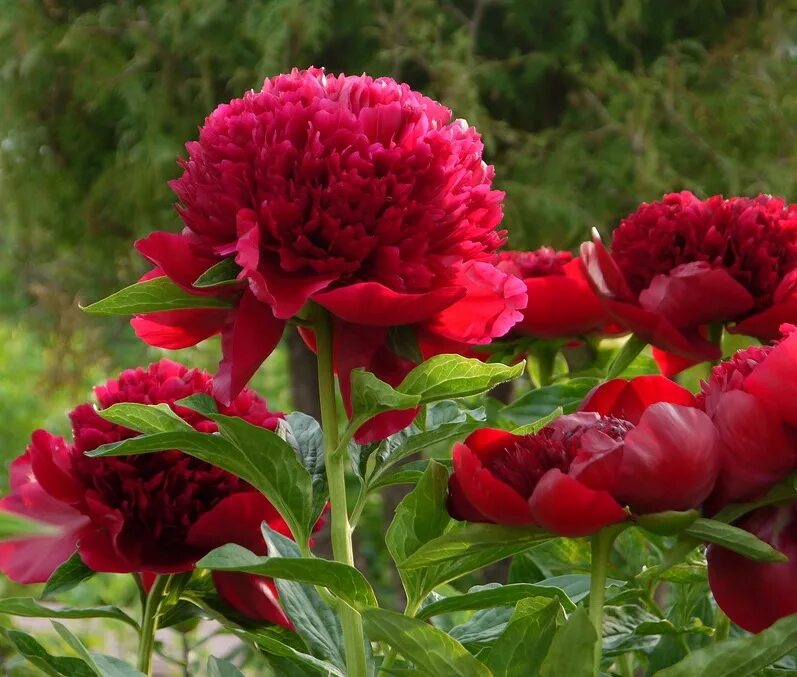 Пион ред чарм фото Пион травянистый РЕД ЧАРМ (Paeonia Red Charm) / Садовый центр Селятино