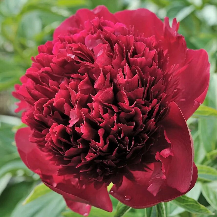 Пион ред чарм фото Пион Рэд Чарм (Paeonia Red Charm) купить в Новосибирске - Калина красная