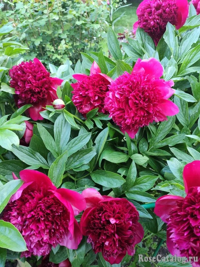 Пион ред чарм фото Пион Ред Чарм Paeonia Red Charm - RoseCatalog.ru