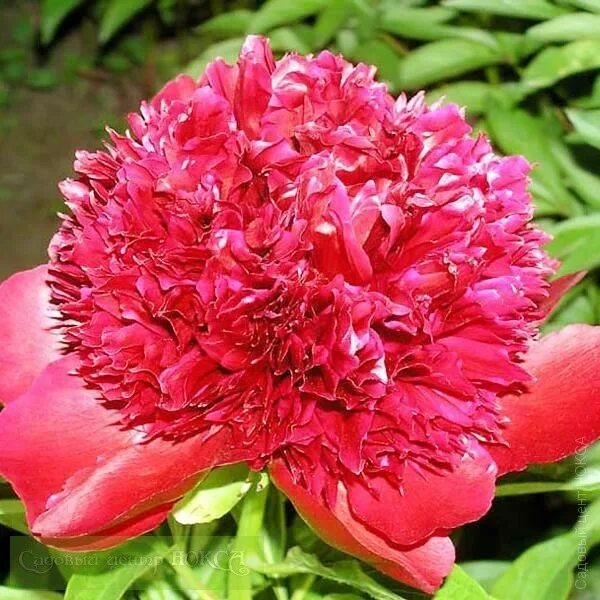 Пион ред чарм фото и описание Paeonia Carol Пион Кэрол