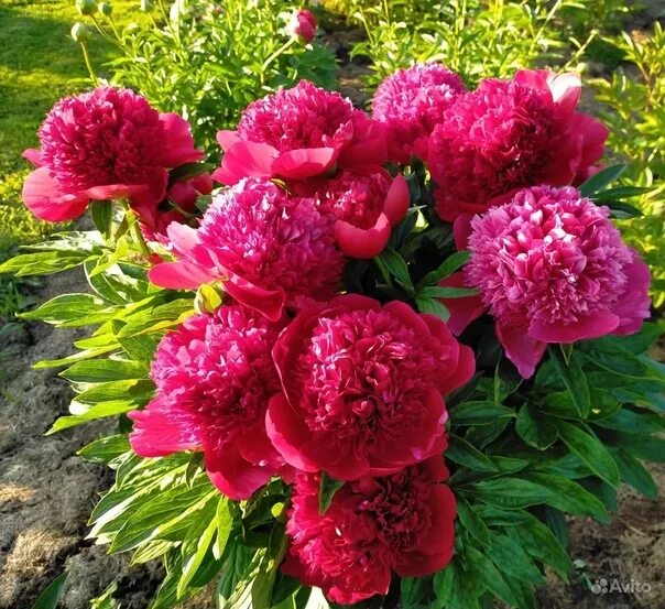 Пион ред чарм фото и описание Цена-2000Есть свободные корниПион Ред ЧармPaeonia Red Charm / Hong se mei liГибр