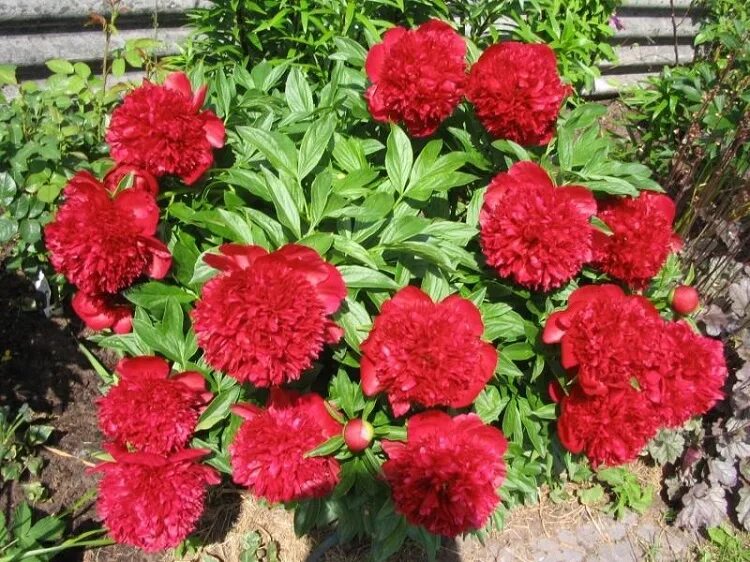 Пион ред чарм фото и описание сорта Пион травянистый РЕД ЧАРМ (Paeonia Red Charm) / Садовый центр Селятино