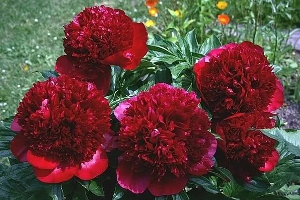 Пион ред чарм фото и описание сорта Pion Red Charm Quyoshda KUYMAYDI! Kimda yo'q - albatta oling!!! ACHINARSIZ !!! !