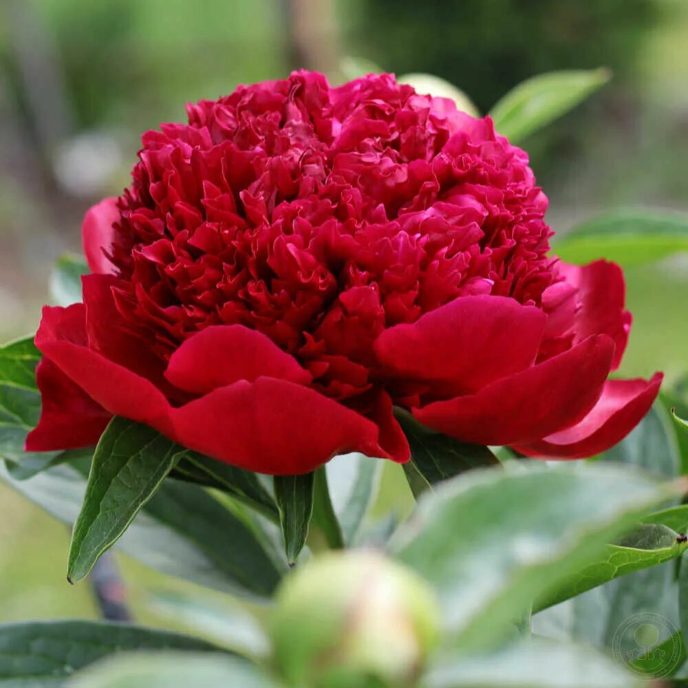Пион ред чарм фото и описание цена Пион Ред Чарм (Paeonia Red Charm / Hong se mei li) купить в Москве по низкой цен