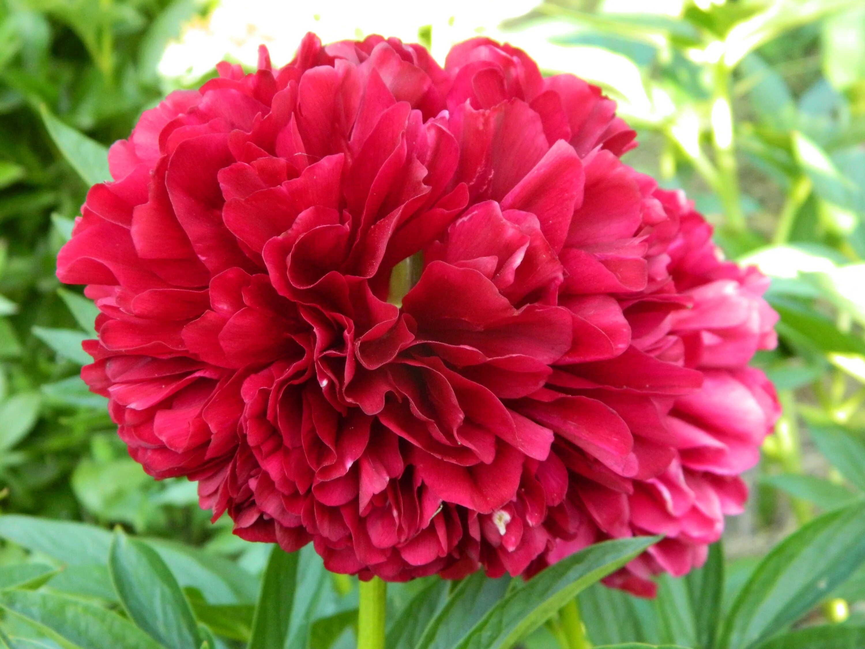 Пион ред дабл фото Бронь 0,5 ящика Red Grace