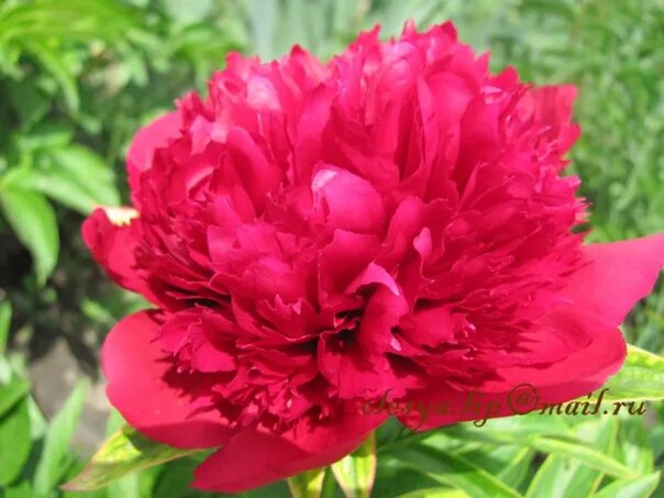 Пион ред денди фото Пион 'Red Dandy. Фотография из альбома Пионы Фото пионов из коллекции Саломатино