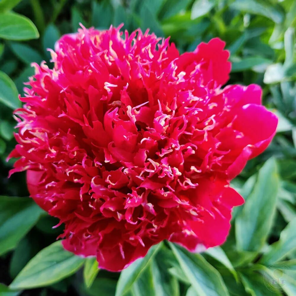 Пион ред денди фото Пион Рэд Денди (Paeonia Red Dandy) купить в Москве по низкой цене из питомника, 