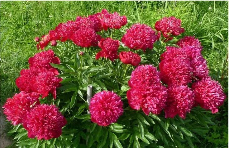 Пион ред денди фото red dandy Пионы, Цветок, Розы