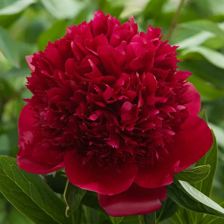 Пион ред фото Пион травянистый Red Charm C3