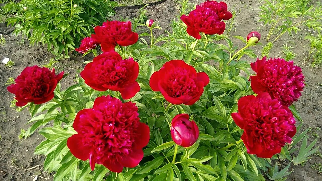 Пион ред фото Пион Ред Шарм (Red Charm): купить саженцы в Астане с доставкой почтой по Казахст
