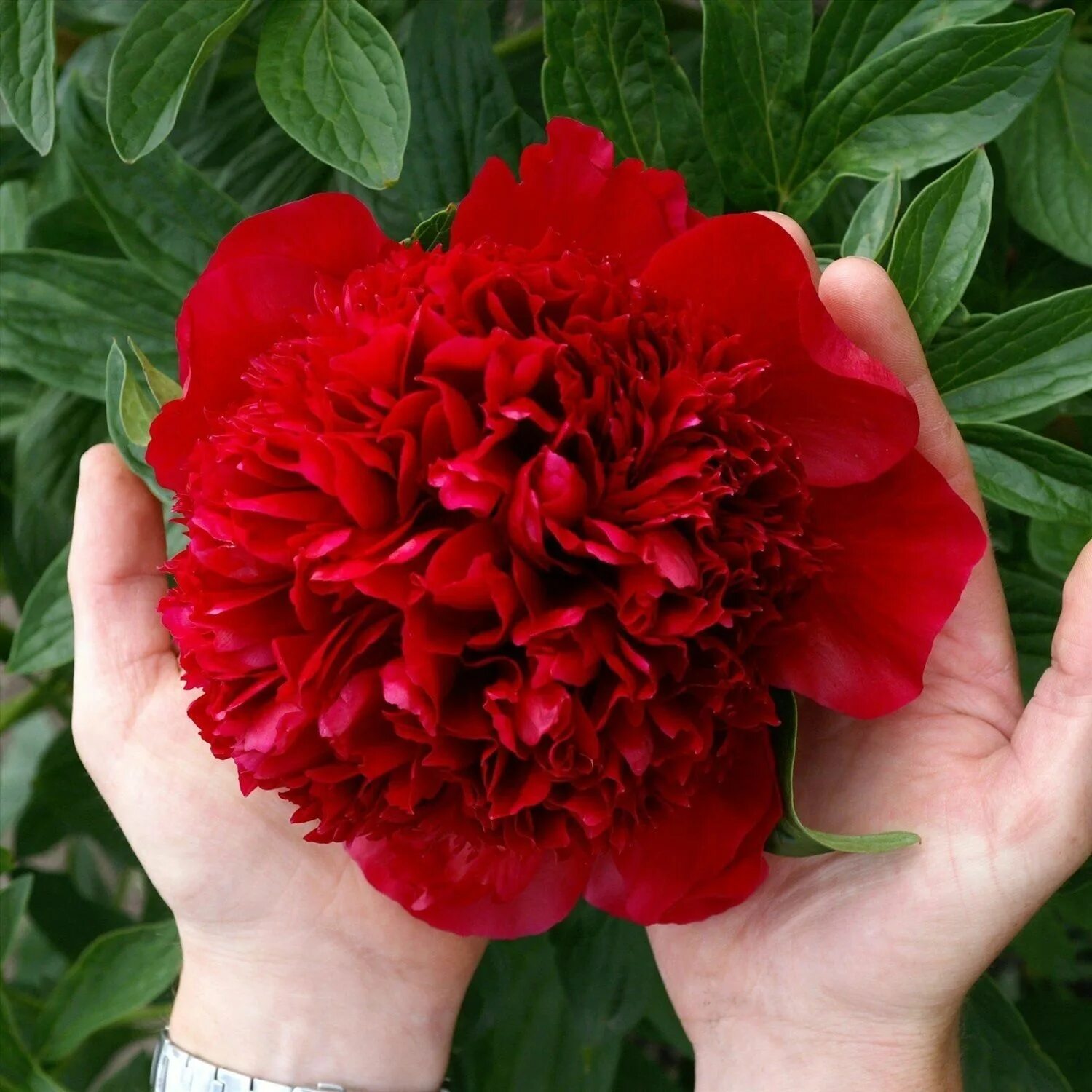 Пион ред фото Характеристики Пион Ред Шарм (Paeonia Red Charm), корень для посадки, подробное 