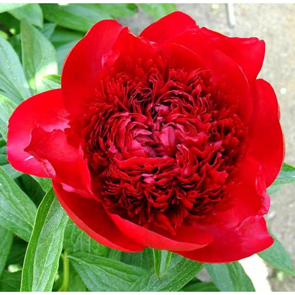 Пион ред фото Пион Red Charm (Ред Шарм) купить саженцы почтой из питомника "АГРОФОНД"