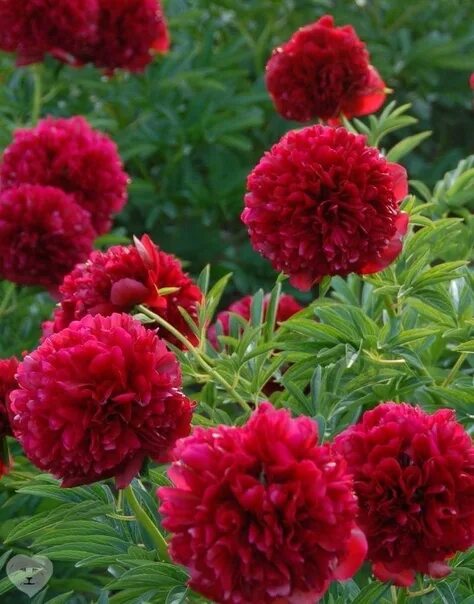 Пион ред фото Red Grace Glasscock 1980 г. Травянистый. Куст высокий прочный, 90см. Листья зеле